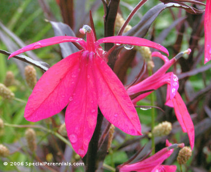 russian princess lobelia