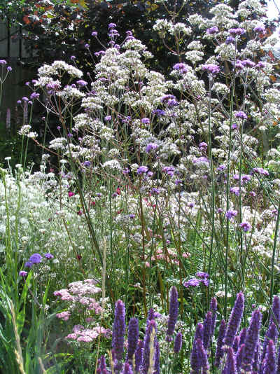 Valeriana offinialis subsp.sambucifolia with Nepeta tuberosa and Verbena bonairiensis