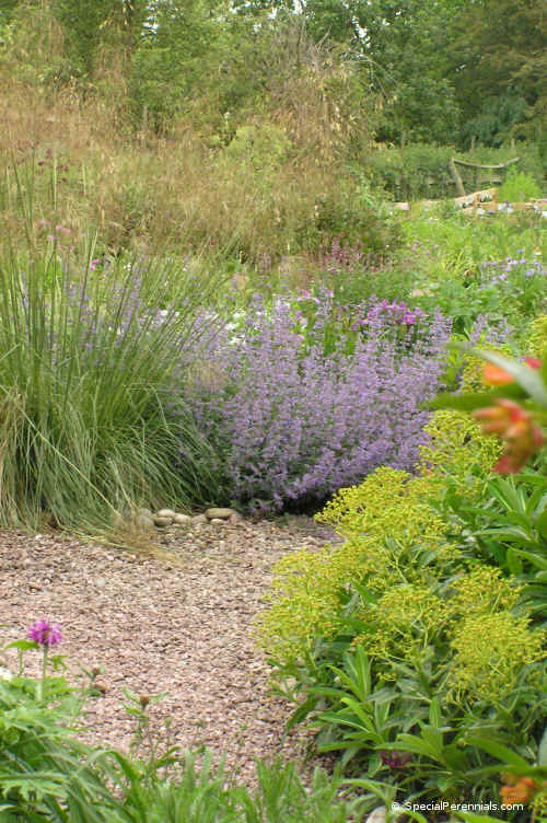 Nepeta Six Hills Giant in our garden with Euphorbia x.pasteurii and Stipa gigantea