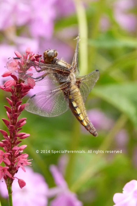 Dragonflies Commonly Seen In Gardens